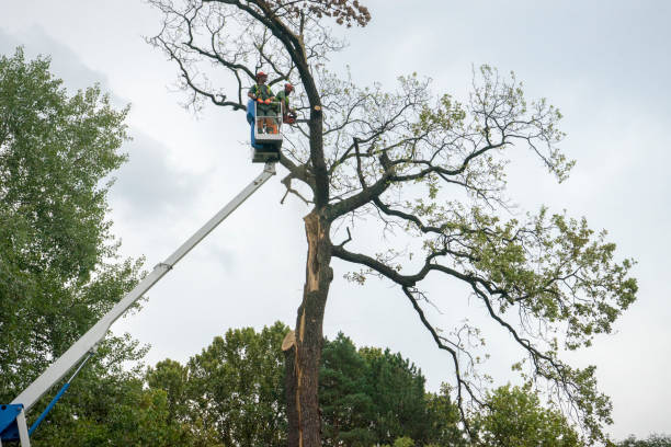 Best Emergency Tree Removal  in Pinetops, NC